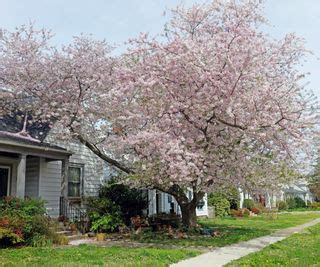 5 Front Yard Trees To Boost Your Curb Appeal All Year Long | Gardening ...