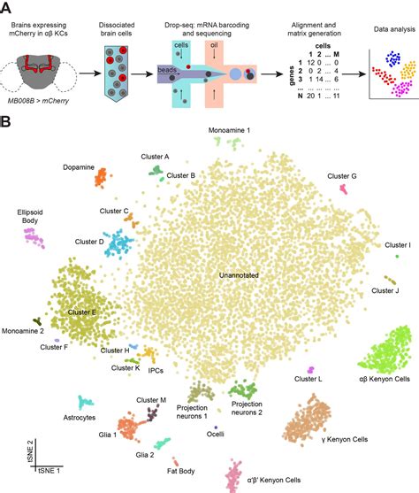 Cellular Diversity In The Drosophila Midbrain Revealed By Single Cell