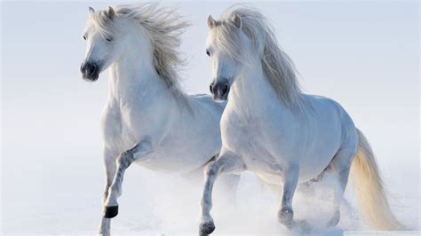 Two White Horses Horse Hd Wallpaper Wallpaper Flare