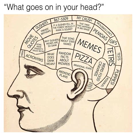 Parts Of Brain Meme Human Anatomy