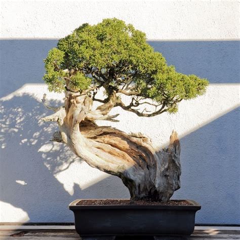 Ancient Bonsai Trees California Juniper In Training Since 1964 Bonsai Garden Bonsai Trees