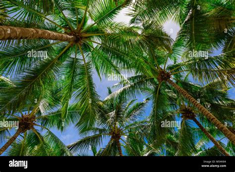 Palm Tree Sky Background Stock Photo Alamy