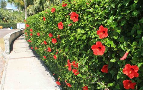 Plantas Usadas Como Muro Para Todas Utilidades