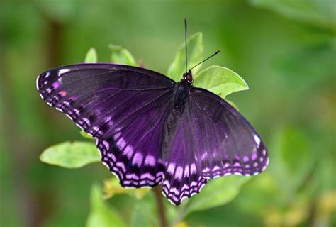 Purple Butterfly Meaning And Symbolism Butterfly Meaning Purple