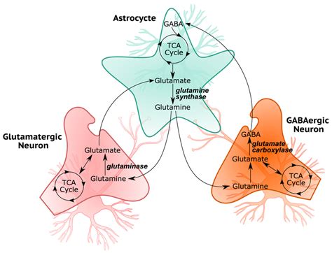 Simplified Illustration Of Glutamineglutamategaba Cycle In The Brain