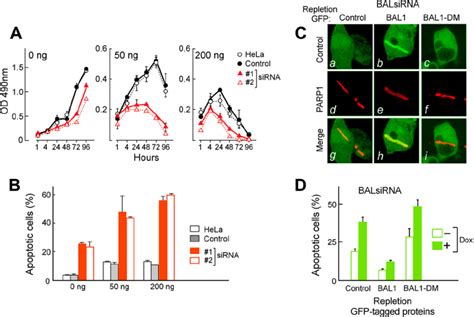 Bal Limits The Cellular Response To Dna Damaging Agents A Bal