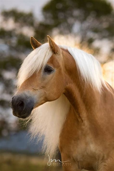 Haflinger Horses Most Beautiful Horses Palomino Horse