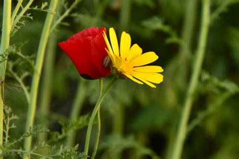 Vermelho Amarelo Foto Gratuita No Pixabay Pixabay