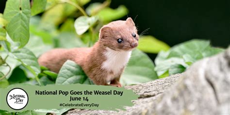 NATIONAL POP GOES THE WEASEL DAY | June 14 - National Day Calendar