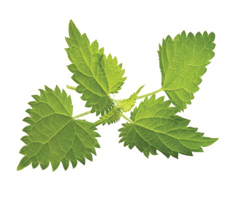 Nettle Png