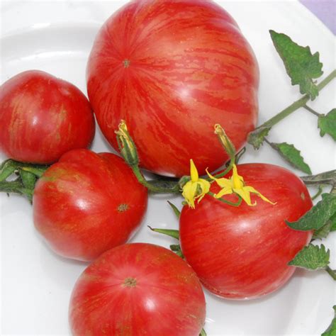 Tomato Vintage Wine Seeds Opige S Organic Farm Northern Uganda