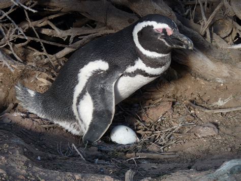 Magellanic Penguin Biology - Center for Ecosystem Sentinels