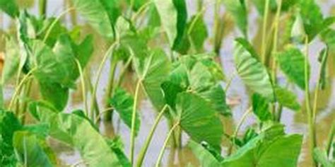 How To Grow Wetland Taro In Buckets