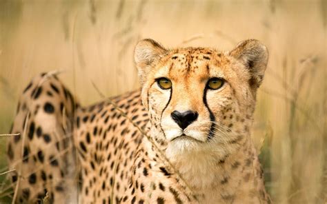 My Cousin the Cheetah: Evolution Made Her Accelerate Faster than a ...