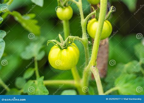 Hermosos Tomates Verdes Sin Madurar Crecen Cerca Cultivar Verduras En