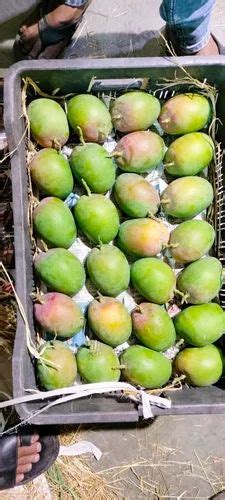 Yellow Devgad Alphonso Hapus Mango Carton Packaging Size Kg At Rs