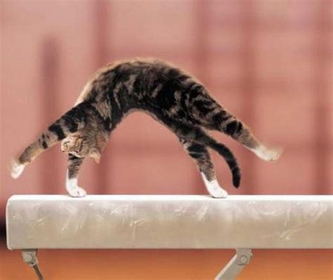 On Balance Beam Funny Animals Cute Baby Animals Cats