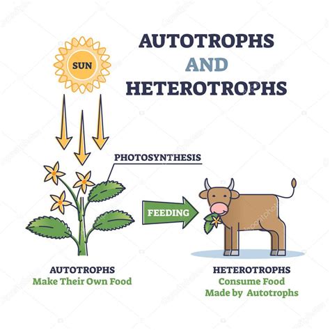 O Que Sao Heterotrofos - Autotrofos y heterotrofos como fuente de energía natural diagrama de ...