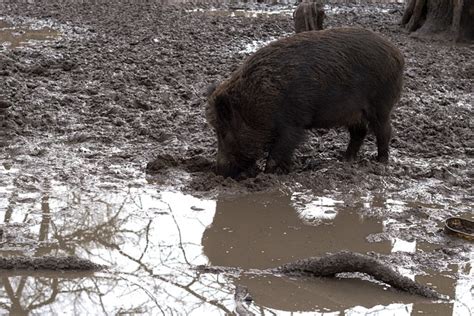 Wild Wildschweine Wald Kostenloses Foto Auf Pixabay Pixabay