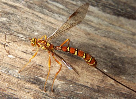 Megarhyssa Macrurus Female Photograph By Bruce Marlin This Is A