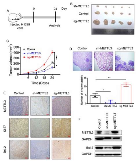 Corrigendum Mettl Mediated M A Modification Of Bcl Mrna Promotes