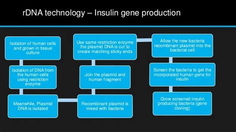 Human insulin production process & requirement