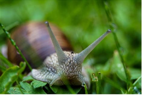 How Do Snails Reproduce The Snail Love Story Snailpedia