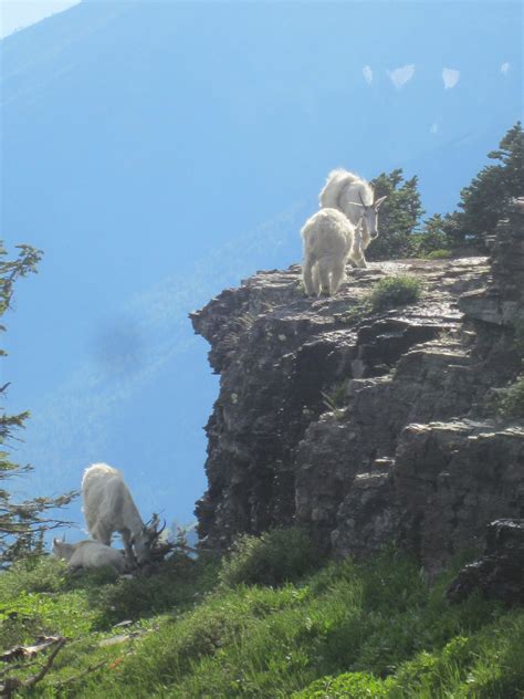 Glacier Wildlife - Bill York's Website