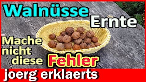 Walnüsse richtig ernten trocknen lagern Vermeide diese Fehler Tutorial