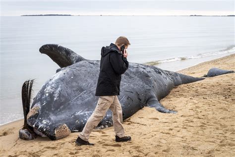 The Vineyard Gazette Marthas Vineyard News Dead Right Whale Found