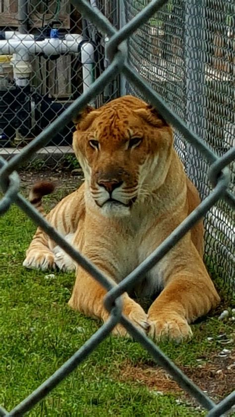 Big Cat Rescue Sarasota