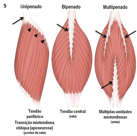 Musculo Multipenado