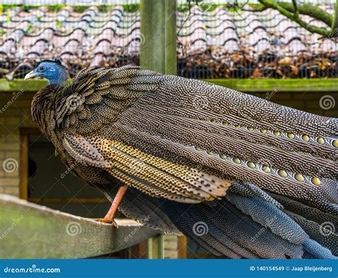 Male Great Argus Pheasant Standing On A Wooden Beam Colorful Tropical