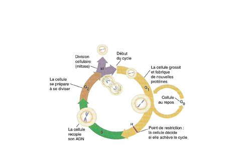 Chapitre Reproduction Conforme De La Cellule Et R Plication D Adn