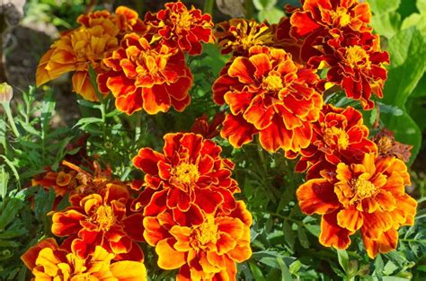 Caléndulas foto de flores en un macizo de flores qué hermoso es