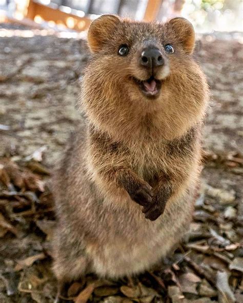 Quokka Smiles Australias Happiest Marsupial 😍 ️ This Little Smiling