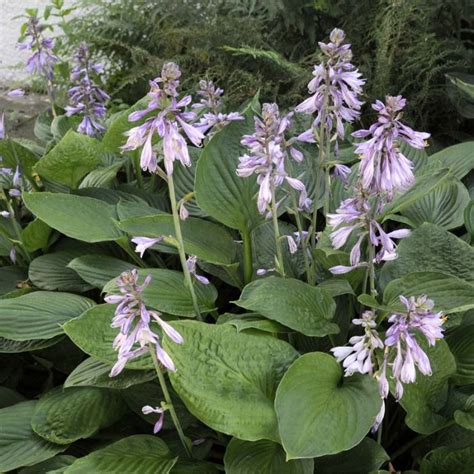 Hosta Sieboldiana Elegans Blaublatt Funkie Online Kaufen Garmundo