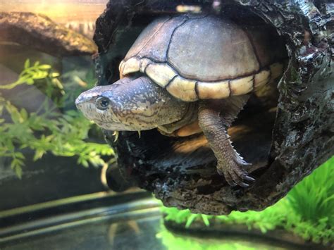 Eastern Mud Turtle Wnc Nature Center