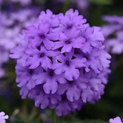 Verbena Endurascape Blue Ardcarne Garden Centre Roscommon Boyle