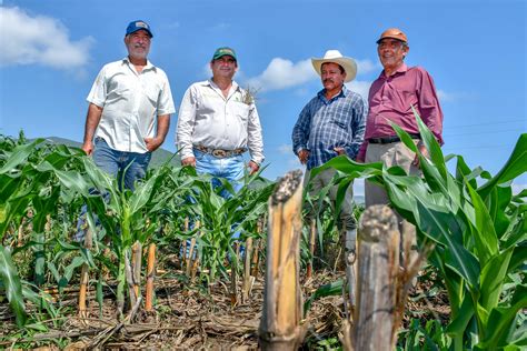 Impulsan Agricultura Y Cimmyt La Ciencia Al Servicio De Los Productores