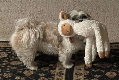 Charlie GIF - Charlie - Discover & Share GIFs