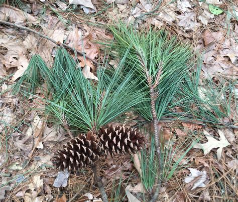 Loblolly Pine Glen Arboretum