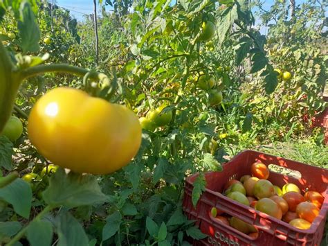 Sistema Ocb Piau Realiza Interc Mbio Entre As Cooperativas Fruto Daqui