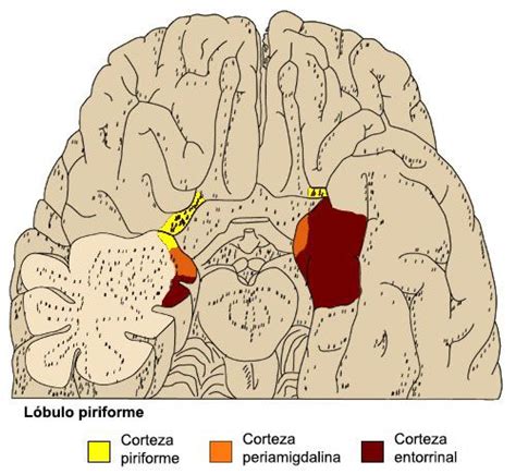 Las áreas Sensoriales De La Corteza Cerebral O Corteza Somatosensorial