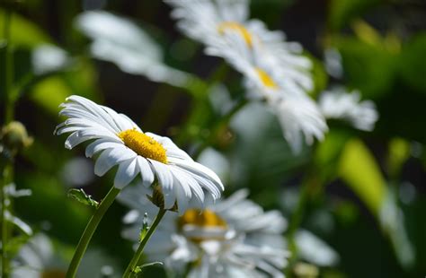 Daisies Flower Garden Free Photo On Pixabay Pixabay