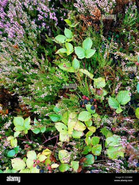 Heather Plant Highlands Scotland Stock Photo Alamy