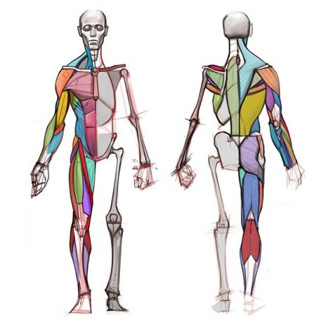 Disegno Analitico Della Figura Umana Con Michael Hampton Figure Umane