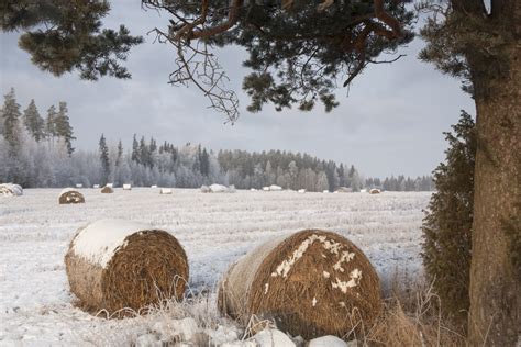 Fotos Gratis Rbol Bosque Desierto Nieve Invierno Bala Campo