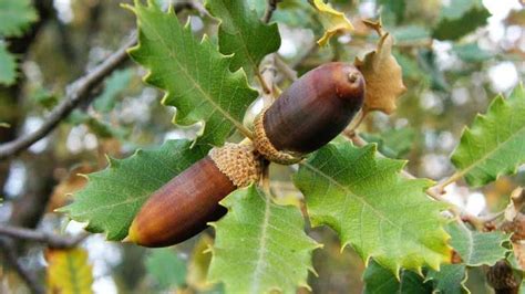 Roble Gálico Quercus Faginea Características Y Cultivo