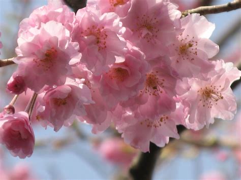 今日は「さくらの日」 殿下のブログ